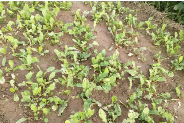 萝卜刚出苗要不要浇水，用喷雾的方式提供水分