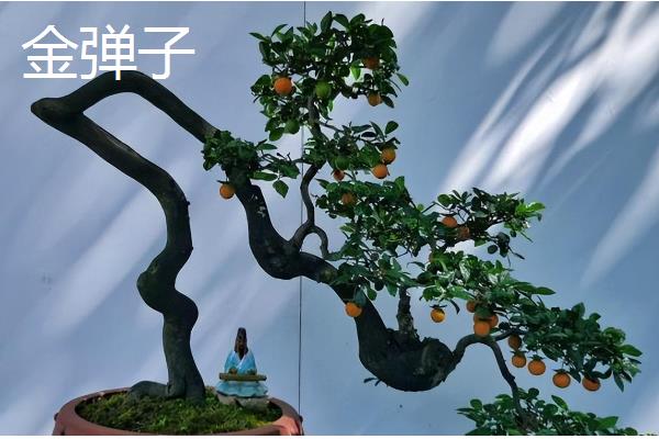 十大盆景名贵树种，有真柏、红枫等