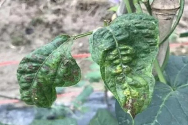 豆角卷叶干枯的原因,主要是缺光、发生病虫害等因素所致