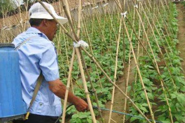 豆角卷叶干枯的原因,主要是缺光、发生病虫害等因素所致