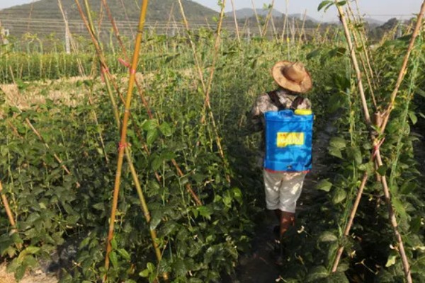 豆角卷叶干枯的原因,主要是缺光、发生病虫害等因素所致