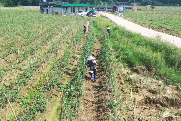 豆角卷叶干枯的原因,主要是缺光、发生病虫害等因素所致