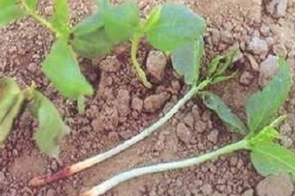 豆角卷叶干枯的原因,主要是缺光、发生病虫害等因素所致