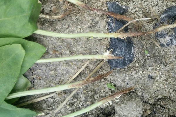 豆角卷叶干枯的原因,主要是缺光、发生病虫害等因素所致