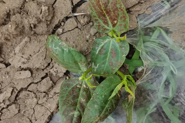 豆角卷叶干枯的原因,主要是缺光、发生病虫害等因素所致