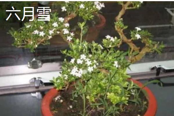 十大盆景名贵树种，有真柏、红枫等