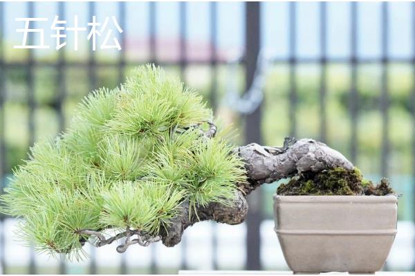 十大盆景名贵树种，有真柏、红枫等