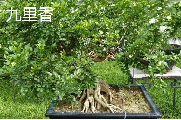 十大盆景名贵树种，有真柏、红枫等