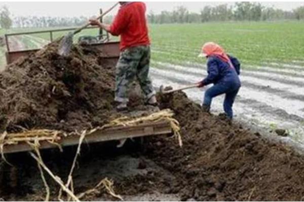 化肥与农家肥搭配使用要注意什么，农家肥应在播种前施入