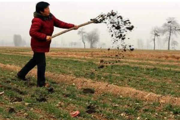 化肥与农家肥搭配使用要注意什么，农家肥应在播种前施入