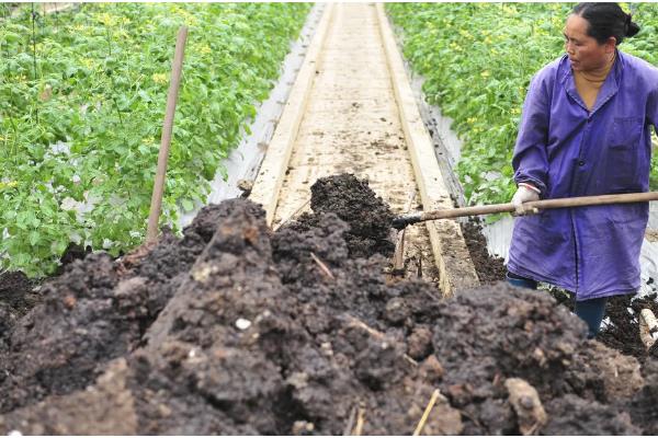 化肥与农家肥搭配使用要注意什么，农家肥应在播种前施入