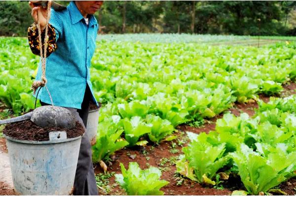 化肥与农家肥搭配使用要注意什么，农家肥应在播种前施入