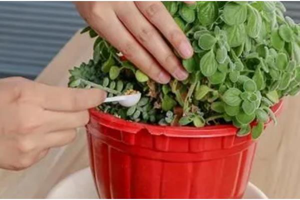 十大盆景名贵树种，有真柏、红枫等