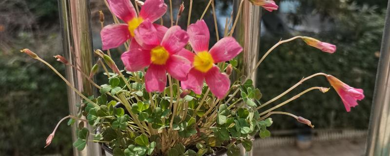 酢浆草种球在几月份种植，在9-10月份种植