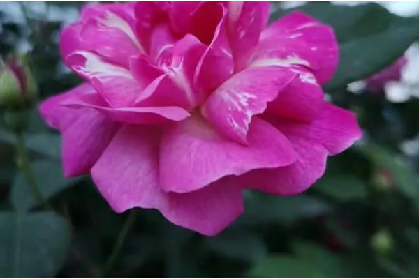 花的结构，由花梗、花托、花萼等组成