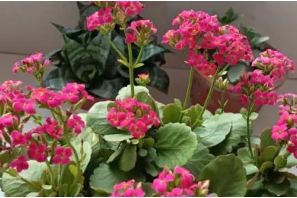 花的结构，由花梗、花托、花萼等组成