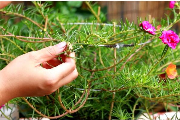 宿根太阳花要修剪吗，过冬需要修剪
