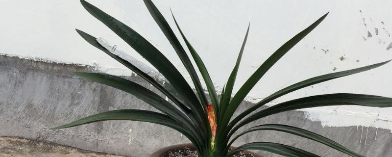 君子兰夏天可以换土吗，不可换土