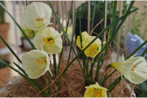 花的结构，由花梗、花托、花萼等组成