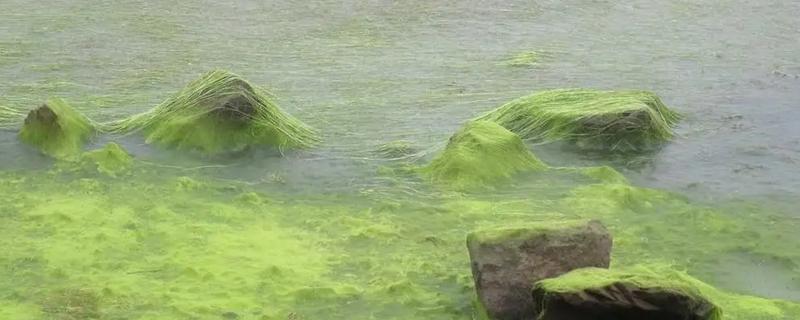 河里的青苔能吃吗，水质清澈则可以食用