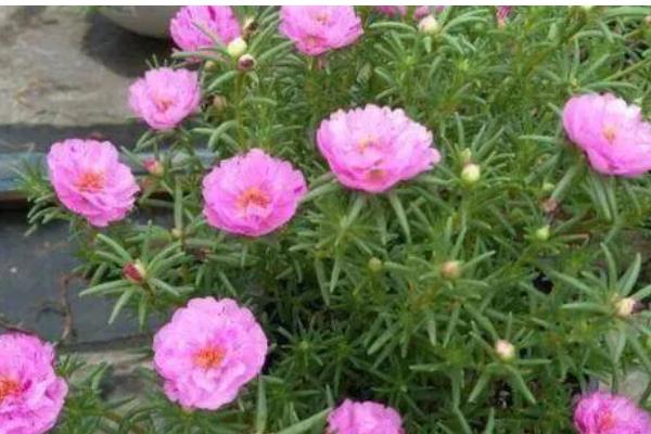 宿根太阳花要修剪吗，过冬需要修剪