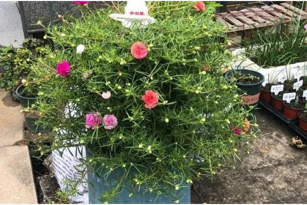 宿根太阳花要修剪吗，过冬需要修剪