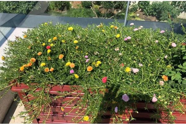 宿根太阳花要修剪吗，过冬需要修剪