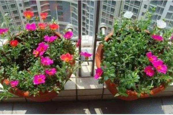 宿根太阳花要修剪吗，过冬需要修剪