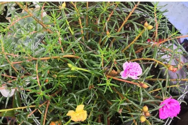 宿根太阳花要修剪吗，过冬需要修剪