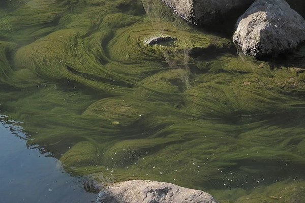 河里的青苔能吃吗，水质清澈则可以食用