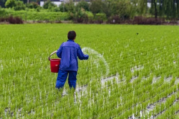 河里的青苔能吃吗，水质清澈则可以食用