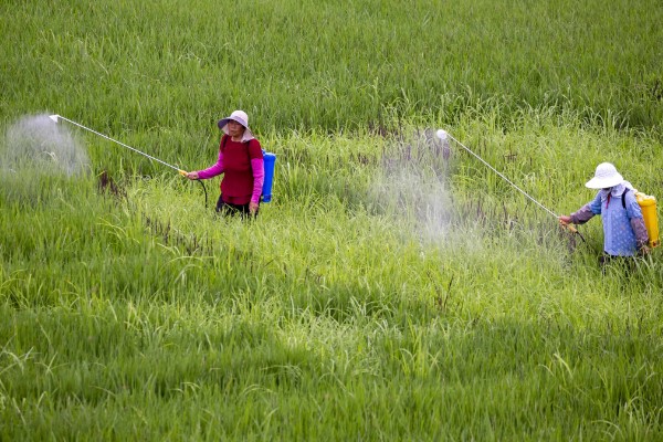 河里的青苔能吃吗，水质清澈则可以食用