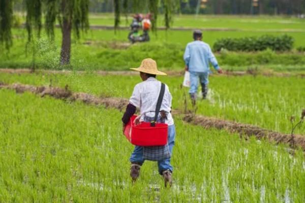 河里的青苔能吃吗，水质清澈则可以食用