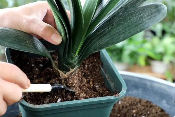 君子兰夏天可以换土吗,不可换土