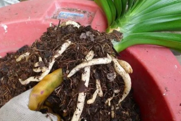 君子兰夏天可以换土吗,不可换土