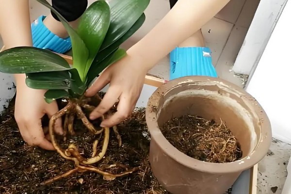 君子兰夏天可以换土吗,不可换土