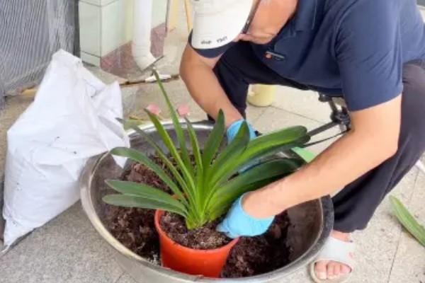 君子兰夏天可以换土吗,不可换土