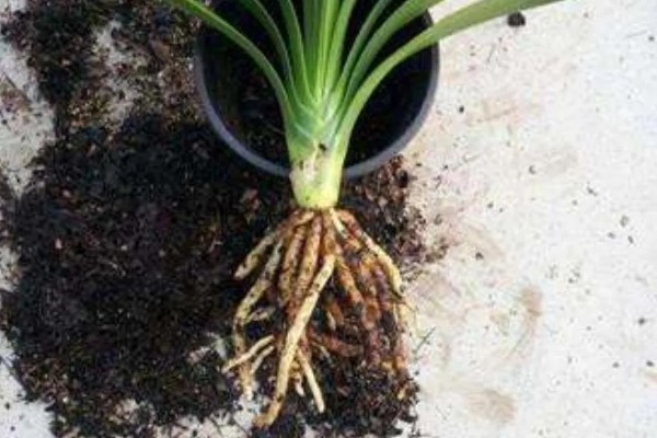 君子兰夏天可以换土吗,不可换土