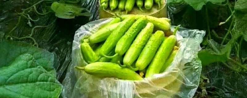 口感好的黄瓜品种，推荐地黄瓜、白玉黄瓜等