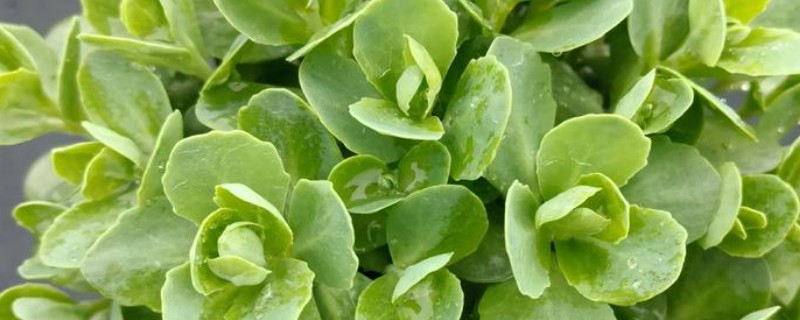 八宝景天要不要打顶，出现徒长情况才能打顶