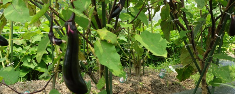 茄子的夏季施肥注意事项，不宜偏施氮肥