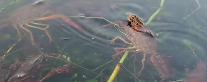 小龙虾开春几月份喂食，3月份就可以