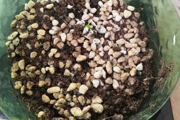 酢浆草种球在几月份种植，在9-10月份种植