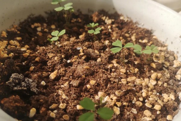 酢浆草种球在几月份种植，在9-10月份种植