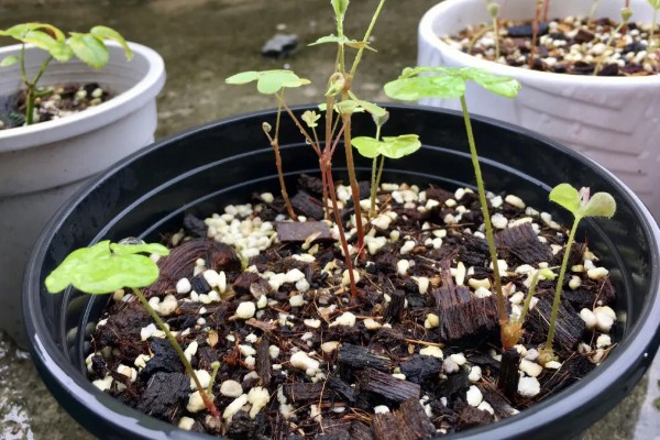 酢浆草种球在几月份种植，在9-10月份种植