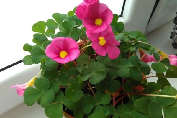 酢浆草种球在几月份种植，在9-10月份种植