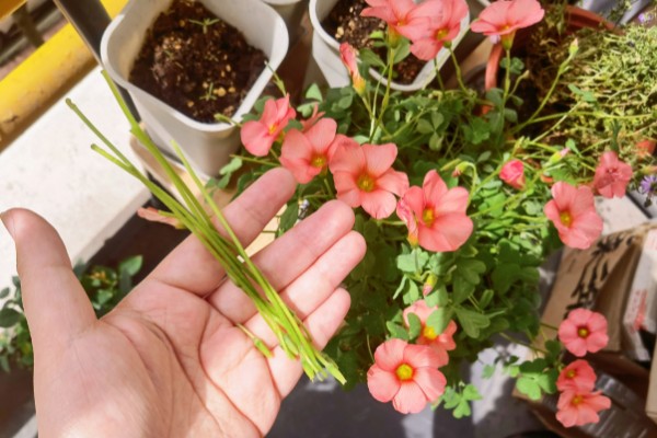 酢浆草种球在几月份种植，在9-10月份种植