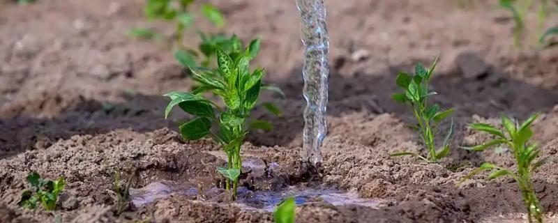 幼苗能施尿素吗,幼苗可以施加尿素