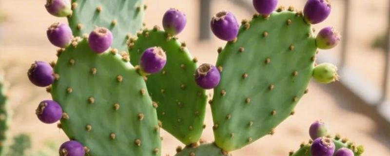 仙人掌会长刺的原因,由叶片进化而来可适应高温干燥的环境