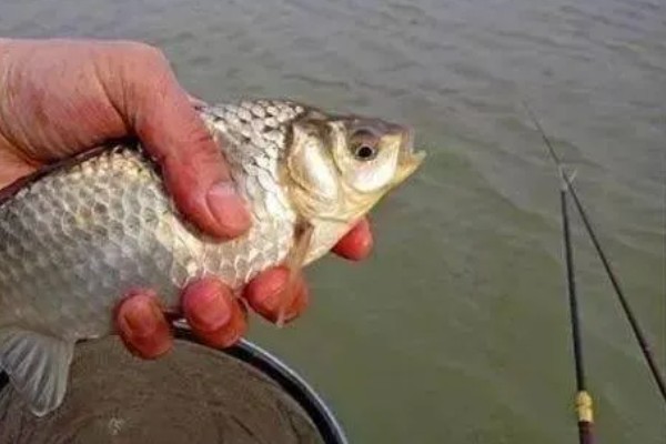 春季钓鲫鱼选几号钩，根据目标体重决定钩号